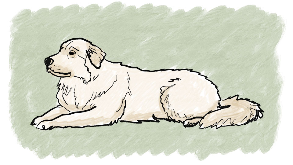 What's the best type of fabric for my sofa if I have a dog?